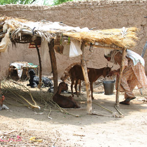 Ali Bagh Jana cares for her livestock on a hot day in July 2024, in Bara Chashmai, Pakistan. Credit: Saba Rehman