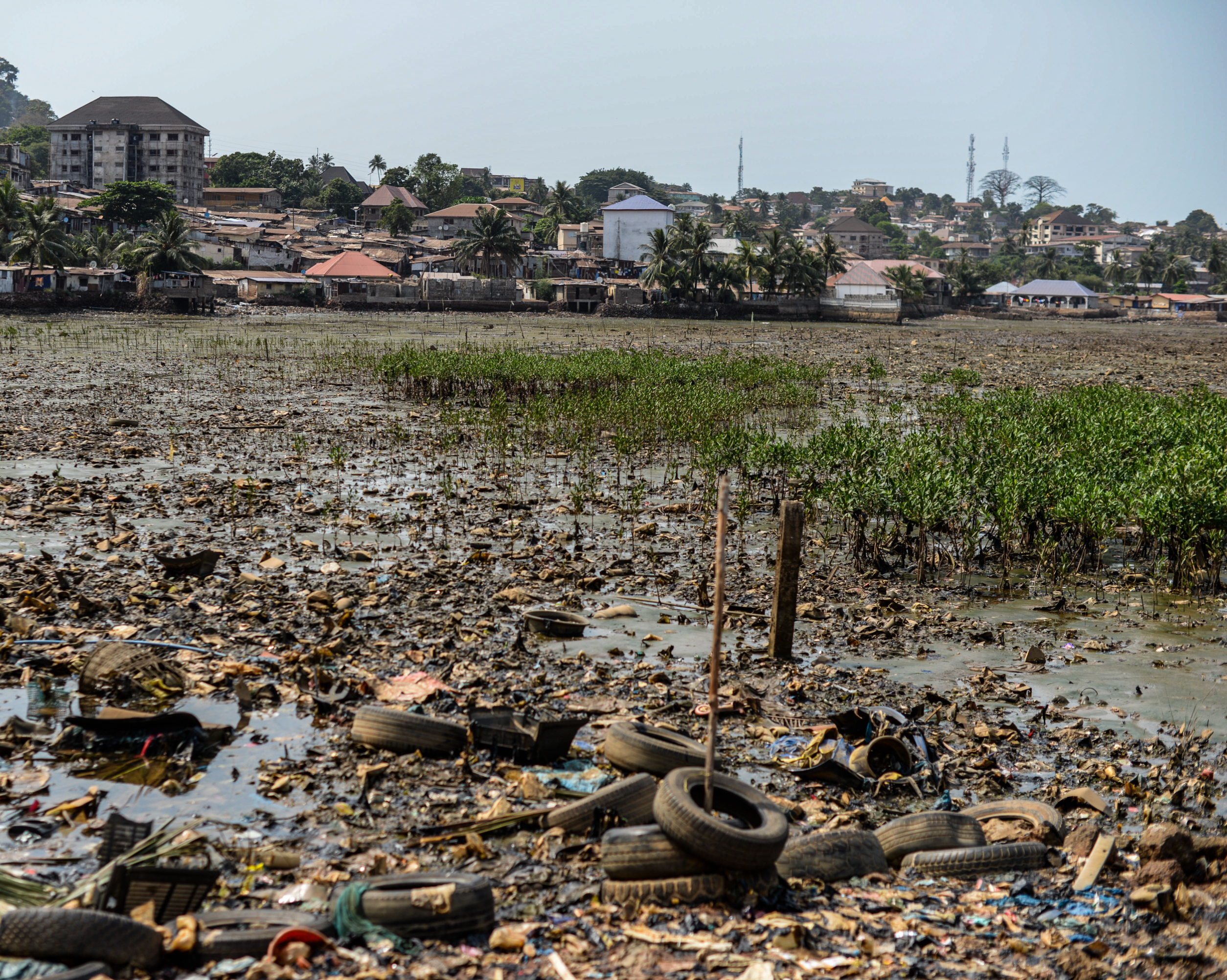A site near Freetown's Congo Town where mangroves have been replanted, January 15, 2025. CRA/Olivia Acland