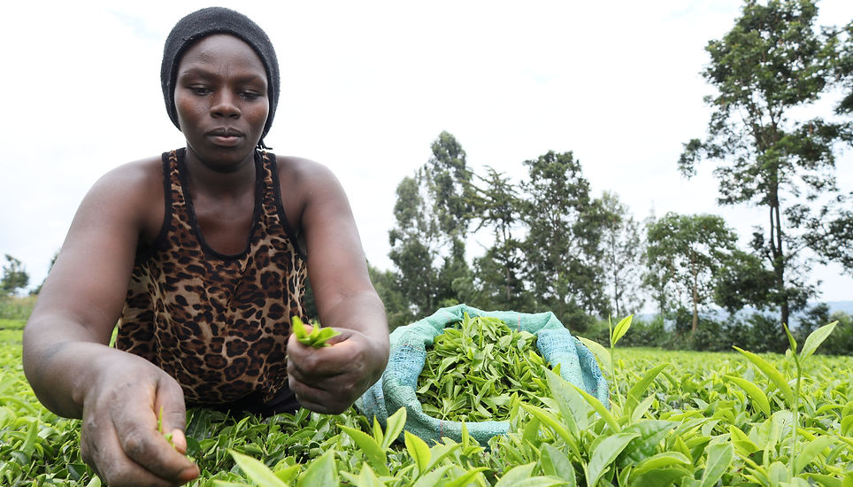 A Kenyan woman gathers tea leaves