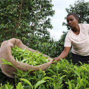 Janet Nge'no picks tea leaves in Chemorir , a village in Kericho County, Kenya. Credit: Silas Oduor Otieno 
