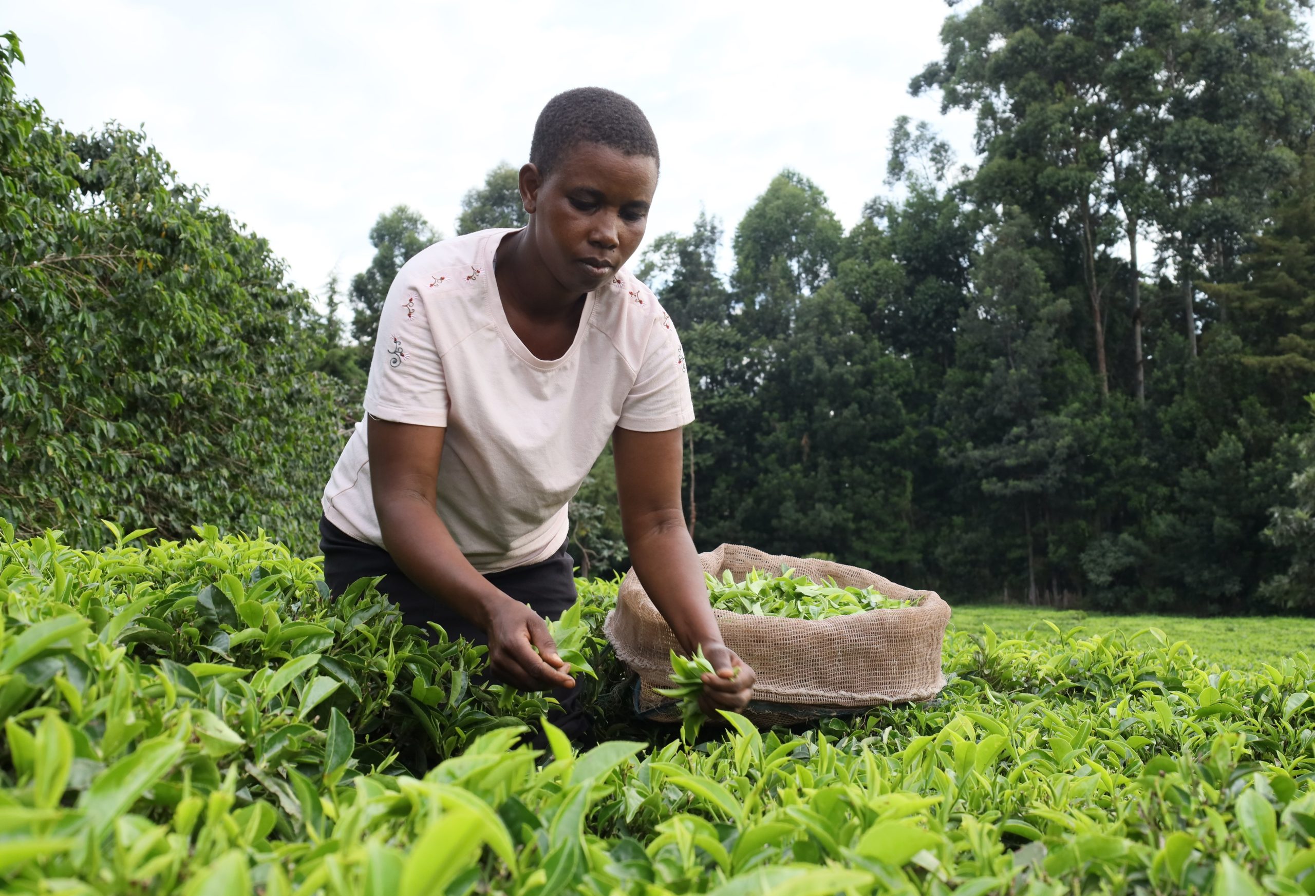 Replicate <br />success