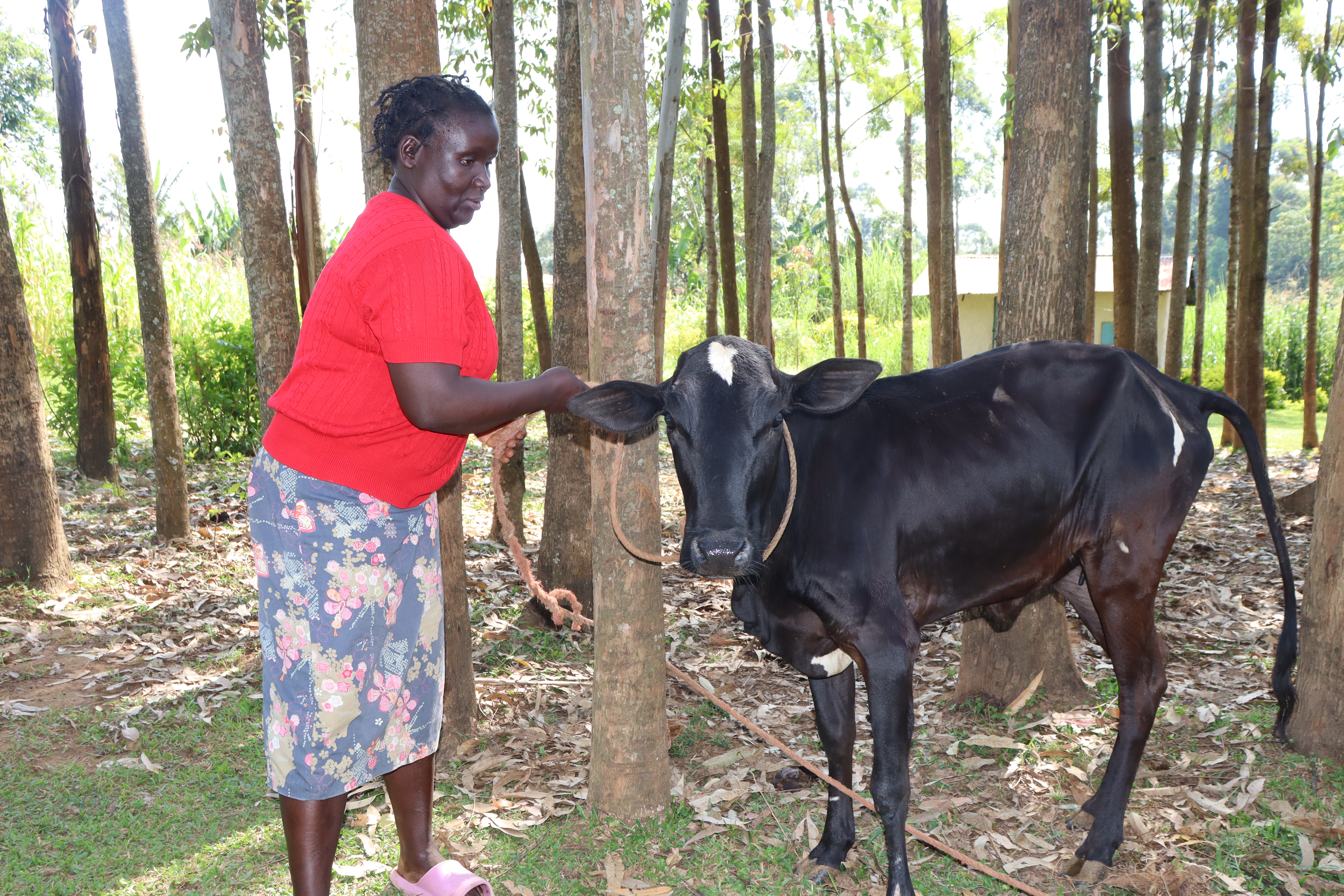 Jenipher Sore stands beside one of her dairy cows at her home in Shwabali village, Kakamega County, Kenya, June 29, 2029. HERA/Erick Owino
